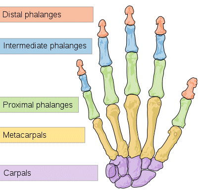 Why Majority of Mouse Designs Fail Part 2 - Trigger Finger & Carpal Tunnel